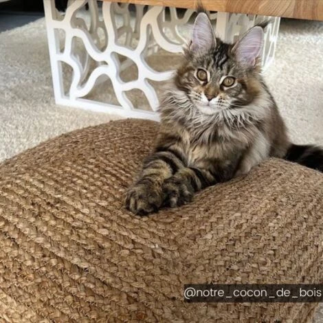 OZAIA Coussin De Sol En Jute Tissé à La Main ZAMBAI - L62 X P62 X H29 Cm - Naturel - Naturel Clair 3 OZAIA Coussin De Sol En Jute Tissé à La Main ZAMBAI - L62 X P62 X H29 Cm - Naturel - Naturel Clair – Image 3